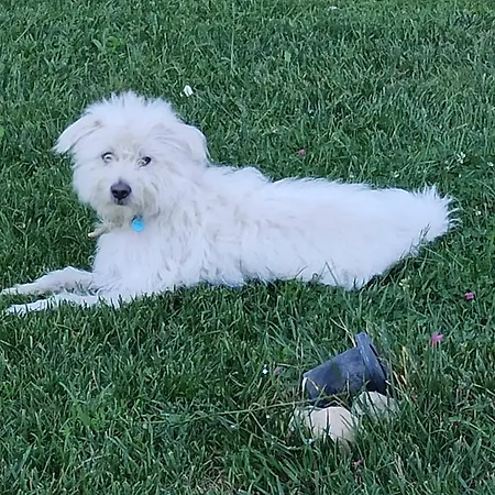 Апартаменты Assisi Sweet View *